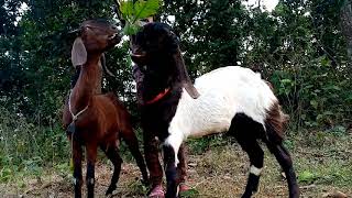 তোতাপুরি পাঠা ছাগল (Totapuri Male Goat)