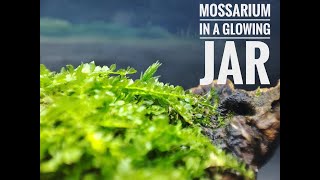 Mossarium in a glowing jar hand made (моссариум флорариум в светящейся банке) своими руками