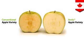 Genetically engineered apples do not go brown