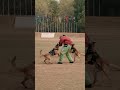 NSG K9s in Action at AIPCC 2023 | Belgian Malinois