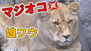 《今日の旭山動物園ライオン&トラ》フウがキレた訳は？💢。天然フウ今日も笑いを誘う。オリトイオ＆ザリアファミリーvol582/Daughter Lion loses her temper＆tiger