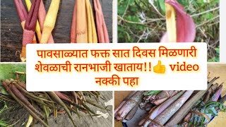 पावसाळ्यात फक्त सात दिवस मिळणारी शेवळाची रानभाजी खाताय!!👍 video नक्की पहा #healthy