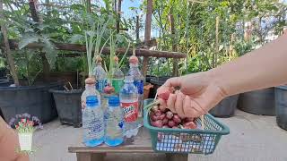 Ep.2 การปลูกหอมแดงโดยใช้น้ำ #ปลูกผักกินเอง #vegetables #easygardening