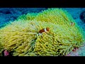 aquarium 4k video ultra hd 🐠 lebhafte korallenriffe und beruhigende klänge zur entspannung