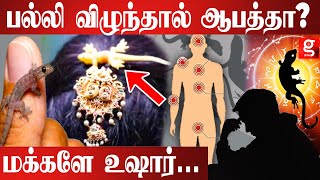 பல்லி இந்த இடத்தில் விழுந்தால் அவ்வளவு தான் | lizard myths | Palli vilum palan