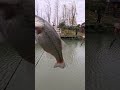 精釣冬鱸：冬季用精細釣組釣鱸魚 bass fishing in winter fishing bassfishing outdoors 熱門 路亞 路亞教學