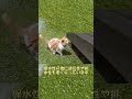 猛暑に負けないクラピアは水やりも不要でした shorts