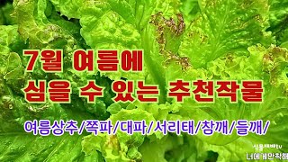 7월 여름에 심는 작물 추천//여름상추/쪽파/대파/참깨/들깨/서리태/녹두 등//