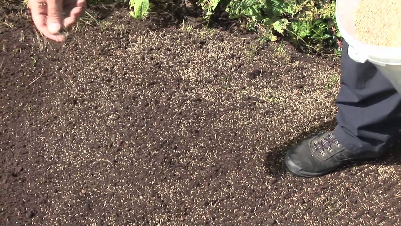 How To Seed A Lawn Youtube