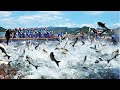 Japanese Flying Fish Catching and Processing - How to fishing Flying Fish - Fish Processing Plant