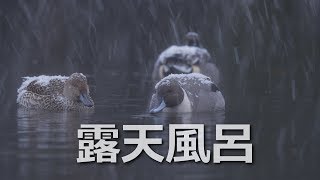 オナガガモの雪見温泉露天風呂