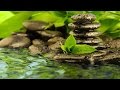 EAU QUI RUISSSELLE & Douce Musique Zen ─ Sommeil Profond, Etude, Méditation, Spa ☯ 100% Relax