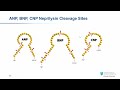 the evolution of cardiac biomarker testing in cardiology james januzzi md