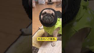 【パグ】先日。#パグ #pug #shorts #日常 #癒し #犬のいる暮らし #いぬ #ショート