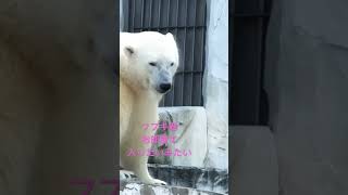 フブキ君お部屋に入りたいみたい　#shorts  #フブキ　#ホッキョクグマ　#東山動植物園