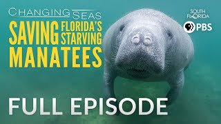 Saving Florida S Starving Manatees Changing Seas