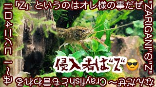 侵入者は✨Ｚ✨前編(アメリカザリガニも混泳水槽)