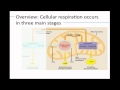 Bio 3 How Cells Harvest Chemical Energy