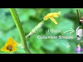 This Is Why It Took Me 3 Years To Grow Cucumbers Into Shapes