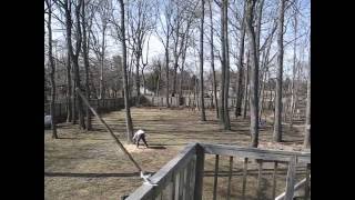 Amateur tree cutting. Big Oak falling down