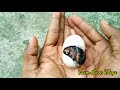 chick hatching in my hand baby chick baby hen chick babychick farmlovevlogs hatching