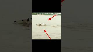 ঝড় তুফানেও যমুনা নদী পার করে এই গরু #vrindavan #goumata #bankebihari