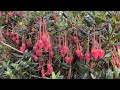 Colourful early summer garden highlights and Fatsia update after pruning #garden #flowers #easy