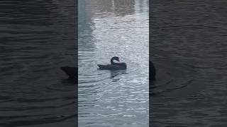 Frisky Black Swan Bathing! Orlando, Florida #Swan #BlackSwan #ForYou #Shorts #Animals #Birds #Nature