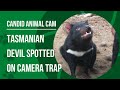 What is a Tasmanian Devil? The largest carnivorous marsupial in the world | Candid Animal Cam