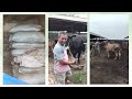 Video Profil Peternakan Sapi BERKAH SAHABAT FARM di Lampung Tengah.