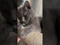 18歳くらいかな シャルトリュー 猫動画 猫のいる暮らし 猫 猫のいる生活 ねこ ねこ動画 ねこのいる生活 ねこ部 ねこのいる暮らし ねこ好き shorts かわいい猫