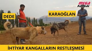 KANGAL DEDE VS KANGAL KARAOĞLAN KARŞILAŞTIRMA ( İKİ İHTİYAR KARŞI KARŞIYA )