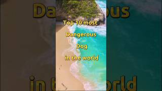 Top 10 most Dangerous Dog in the world#shorts #shot #ytshorts