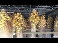 Aeroponics Potato Farming - Potato Chip Process Factory - Modern Potato Agriculture Technology