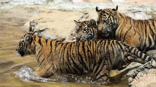 ミンピお母さんと赤ちゃん達・その４（上野動物園　スマトラトラのミンピとアロナ・アバディ・アクムル） #Sumatrantiger  #tiger #bigcat