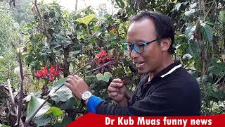 Dr KUB MUAS hai xov xwm caws sawv daws mus saib vaj paj - Luag mob plab tas