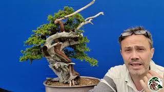 Ours demo on a juniperus itoigawa in Arco for Arcobonsai 2022