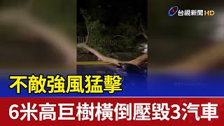 不敵強風猛擊 6米高巨樹橫倒壓毀3汽車