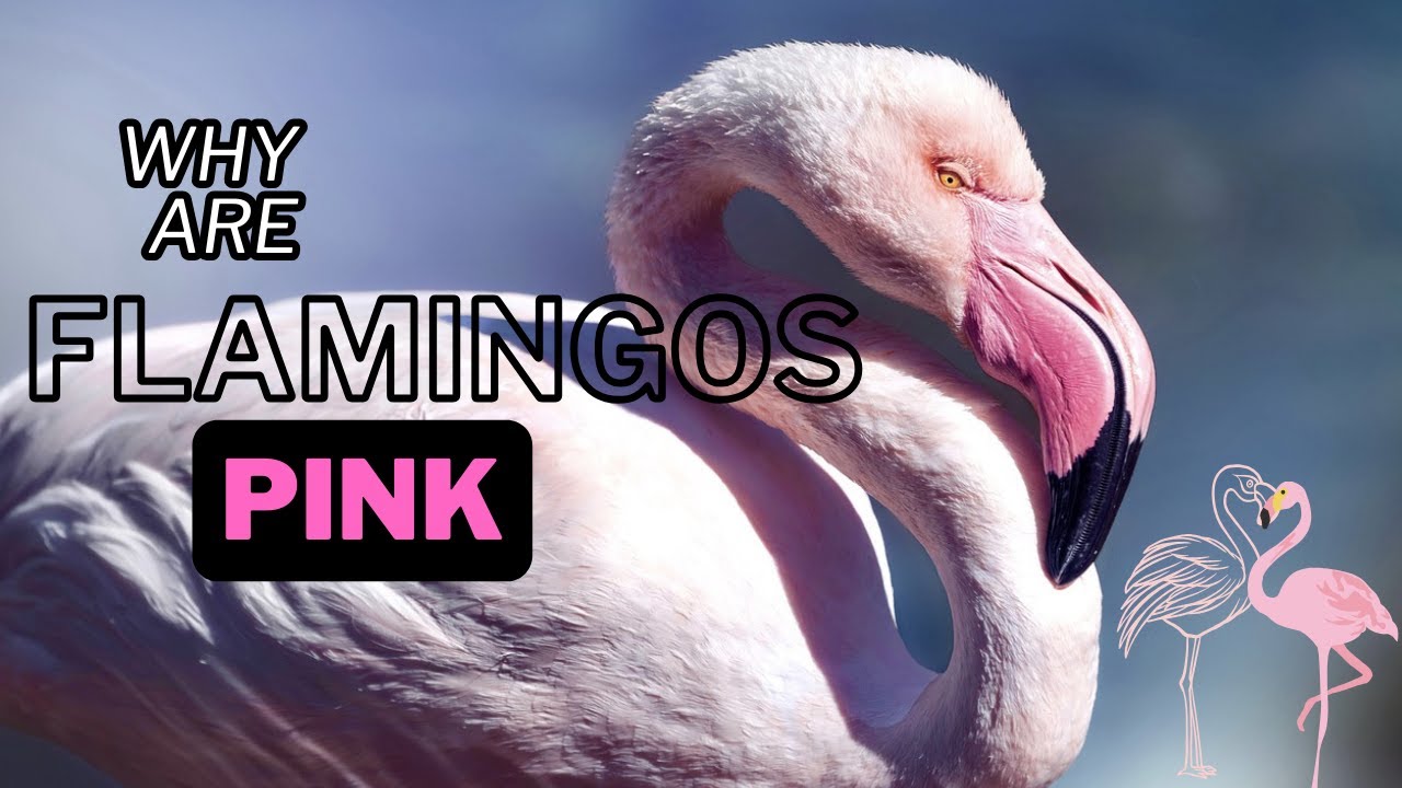 Solving The Mystery Of Nature Why Are Flamingos Pink The Truth Behind
