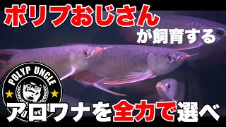 ポリプおじさんが水槽飼育する紅龍アロワナ選んだった！　古代魚アジアアロワナ！熱帯魚アクアリウム