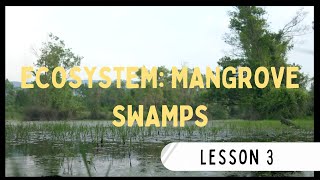 Ecosystem: Mangrove Swamp