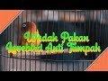 KEKINIAN WADAH PAKAN CEPUK UNYU LOVEBIRD ANTI TUMPAH