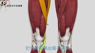 膝关节内侧痛的原因、三条肌肉合成的重要结构——鹅足肌腱！