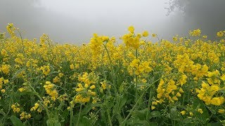 সরিষা গাছের ডগায় বিন্দু বিন্দু শিশির