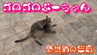 【猫・Cat】ゴロゴロぶーちゃん　野良猫の生活　カワイイノラネコの癒し動画　japanese stray cat healing video 貓 可爱猫咪