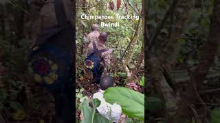 Chimpanzees Trekking in Bwindi Impenetrable forest #travel #forest #trending #automobile