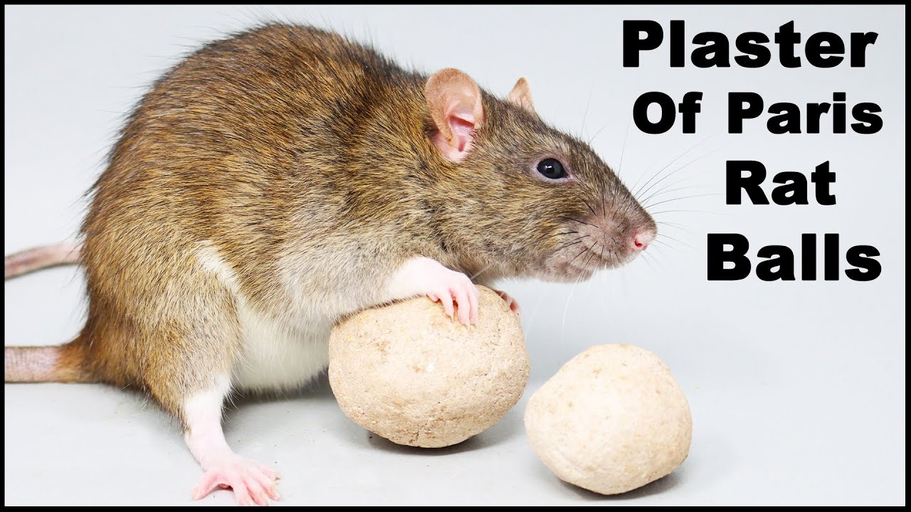 Homemade Rat Repellent Recipe | Besto Blog