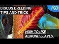 ASD DISCUS 2023 USING ALMOND LEAVES IN DISCUS BREEDING TIPS & TRICK @ASDDISCUS