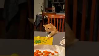 Cat steals food🐱😂😂#cats #cat #funnycats #fyp #foryou #pet #pets #funnyvideo