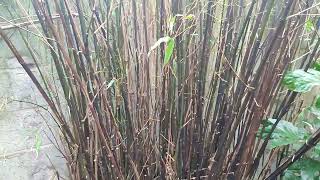 Black Bamboo Identification. Patio. Phyllostachys Nigra.